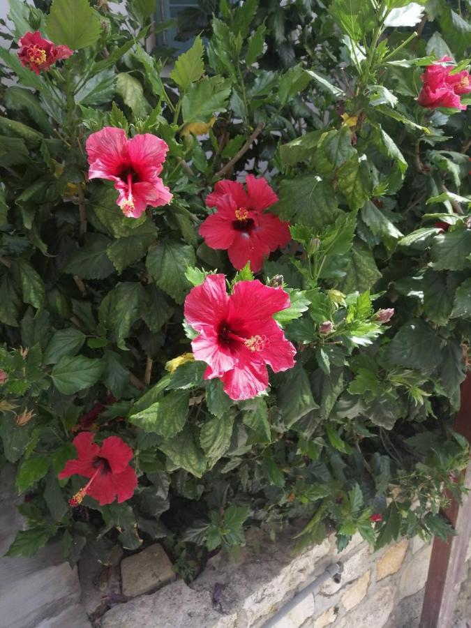 דירות גאיוס Paola'S Full Sea View House מראה חיצוני תמונה